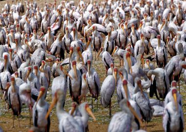 Flamingo family