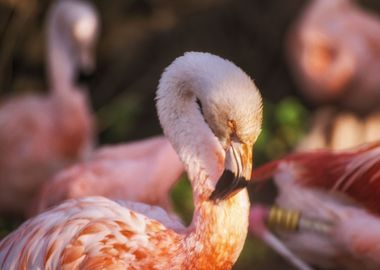 Pretty in Pink