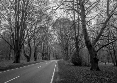 Tree Guards