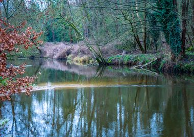 Forest River