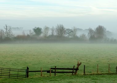 Foggy Field