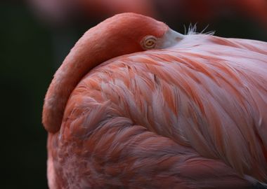 The American Flamingo