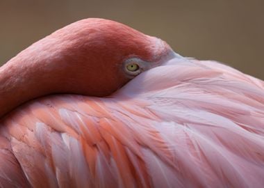 Pink Flamingo