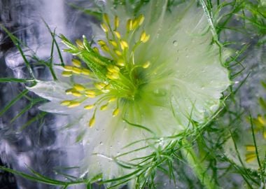 Nigella damascena in ice 2