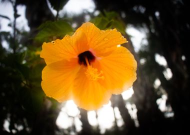 Yellow Hibiscus