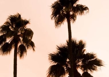 Palm Trees 44