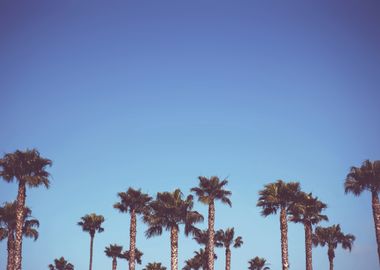 Palm Trees 37