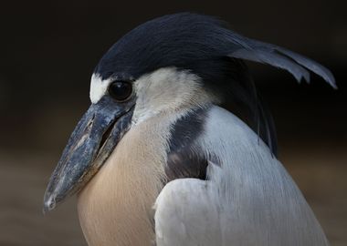 The boat billed heron