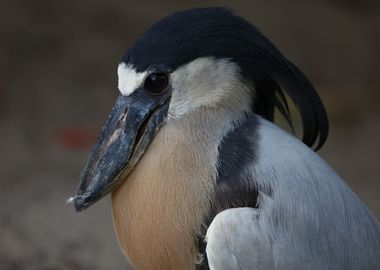 The boat billed heron