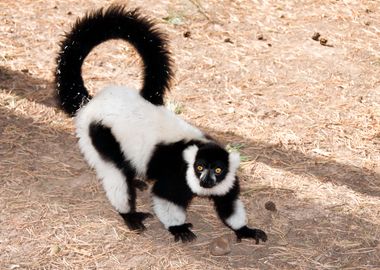 Lemur