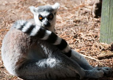 Lemur