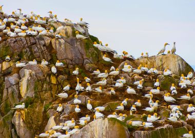 Gannets nest