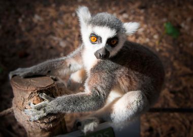 Lemur