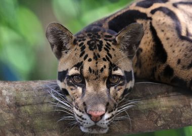 Clouded Leopard