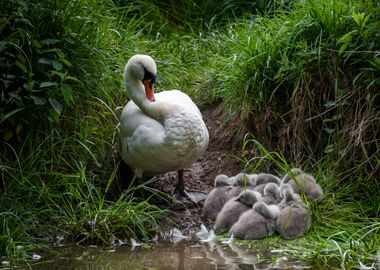 Mother Swan