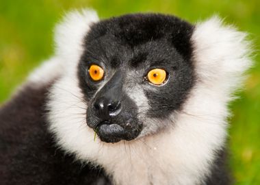 Lemur