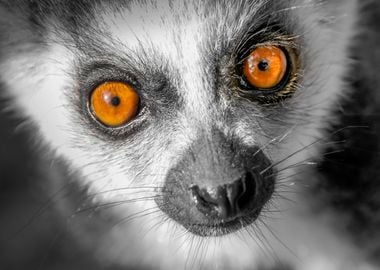 Lemur