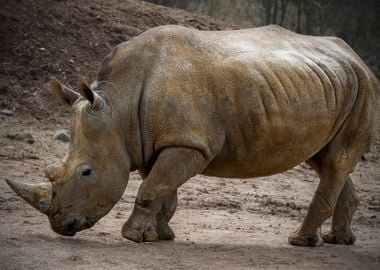 Rhinoceros