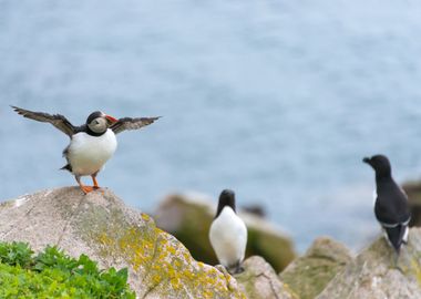 Cute Puffin