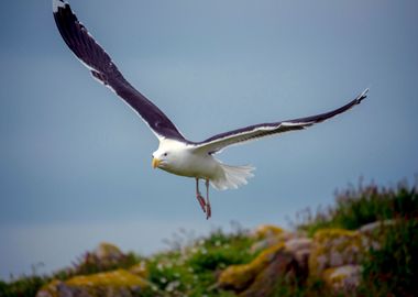 Seagull Flying