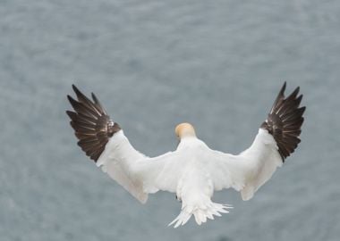 Gannet