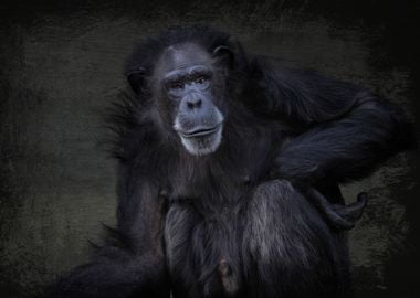 Chimpanzee Portrait