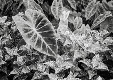 Elephant Ear Plant