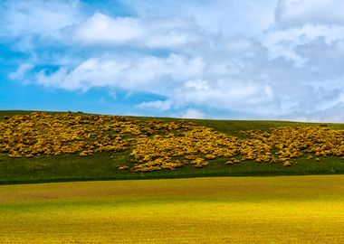 Yellow Heather