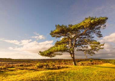 Beautiful Tree