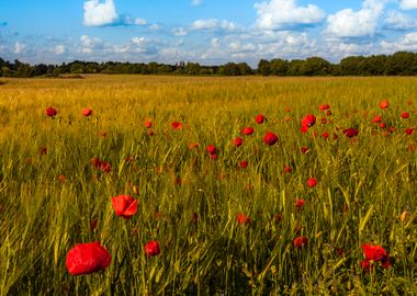 Poppy Field