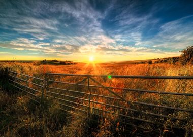 Evening Field