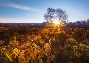 Rays of Sun