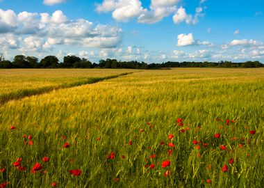 Path through a field