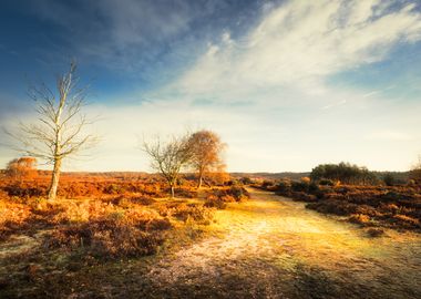 New Forest