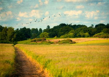 Meadow Path