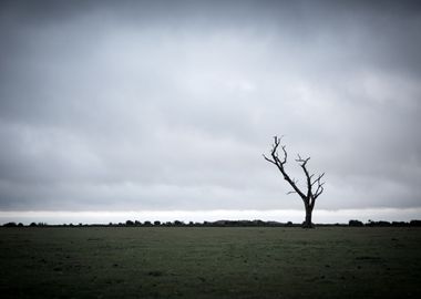 Lonely Tree