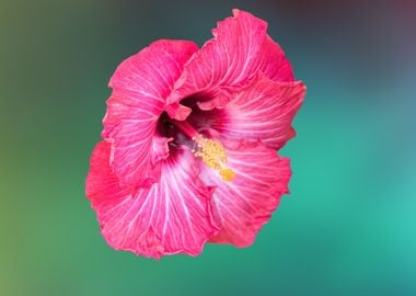 hibiscus in bloom 