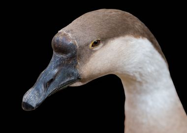 goose on black background