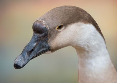 goose on background