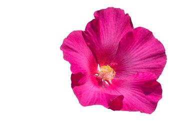 hibiscus on white