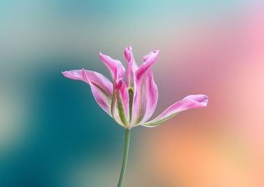 tulip in bloom on texture