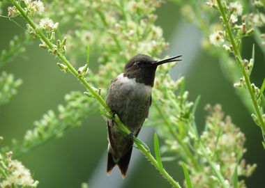 Hummingbird