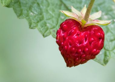 strawberries heart