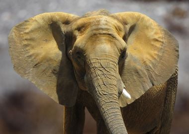 The African Elephant