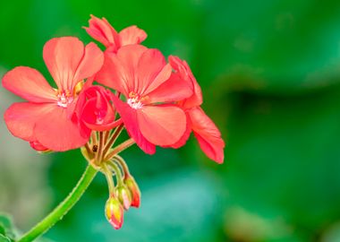 red geranium in bloom