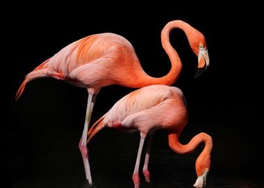 The American flamingo