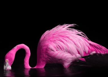 Hot Pink Flamingo