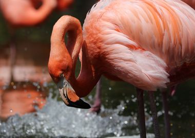 The American flamingo