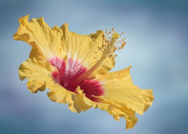 yellow hibiscus in bloom