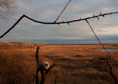 Branch and the Lake